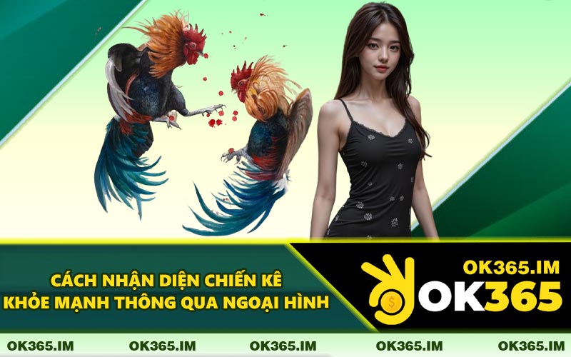 Cách Nhận Diện Chiến Kê Khỏe Mạnh Thông Qua Ngoại Hình
