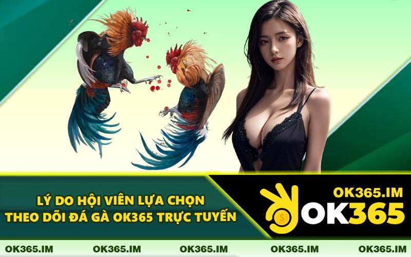 Lý Do Hội Viên Lựa Chọn Theo Dõi Đá Gà OK365 Trực Tuyến